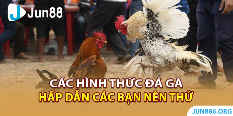 Các hình thức đá gà hấp dẫn bạn nên thử ngay