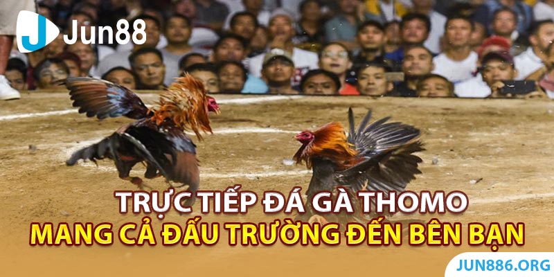 Trực Tiếp Đá Gà Thomo Mang Cả Đấu Trường Đến Bên Bạn