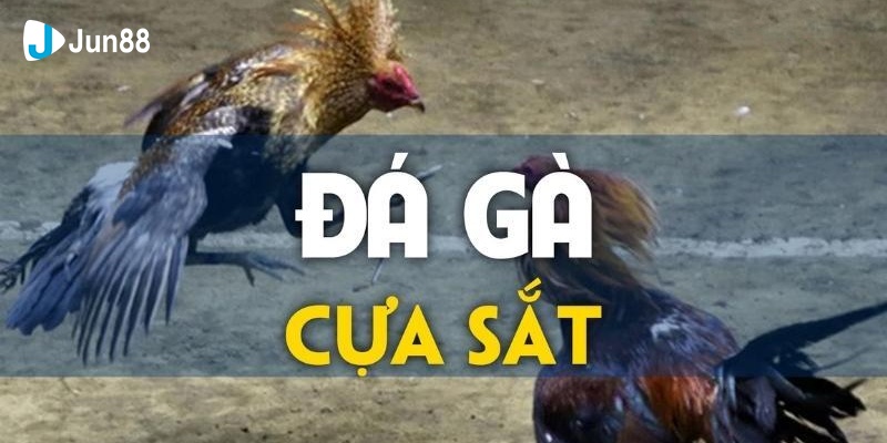 Đá Gà Cựa Sắt Jun88 - Trò Chơi Hấp Dẫn Mọi Kê Thủ 2024
